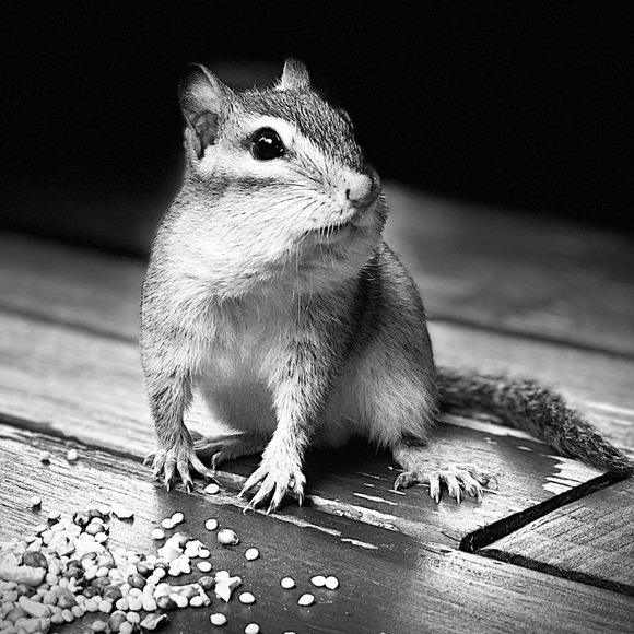 Meet Diana - Hunter & Gatherer of Retro Jewelry, Fashion & Decor - Picture 2 of 6